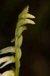 Florida lady's tresses